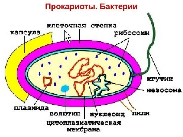 Прокариоты. Бактерии 