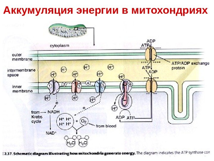 Аккумуляция энергии в митохондриях  