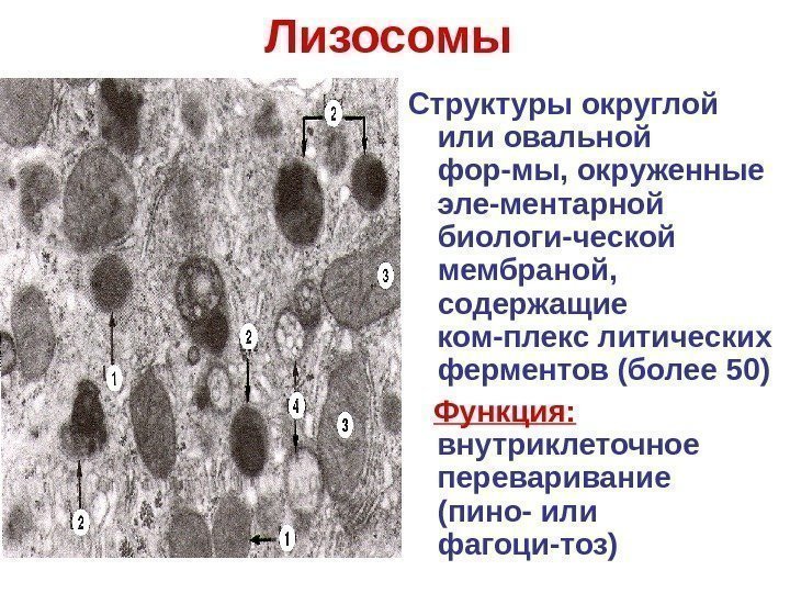 Лизосомы  Структуры округлой или овальной фор-мы, окруженные эле-ментарной биологи-ческой мембраной,  содержащие ком-плекс