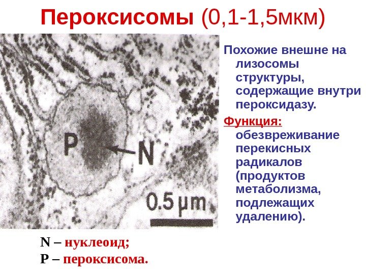 Пероксисомы (0, 1 -1, 5 мкм) Похожие внешне на лизосомы структуры,  содержащие внутри