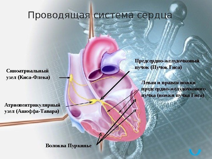 Проводящая система сердца Синоатриальный узел (Киса-Флека) Атриовентрикулярный узел (Ашоффа-Тавара) Предсердно-желудочковый пучок (Пучок Гиса) Левая