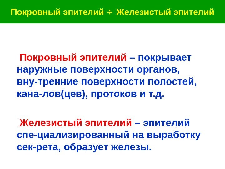   Покровный эпителий  Железистый эпителий Покровный эпителий  – покрывает наружные поверхности