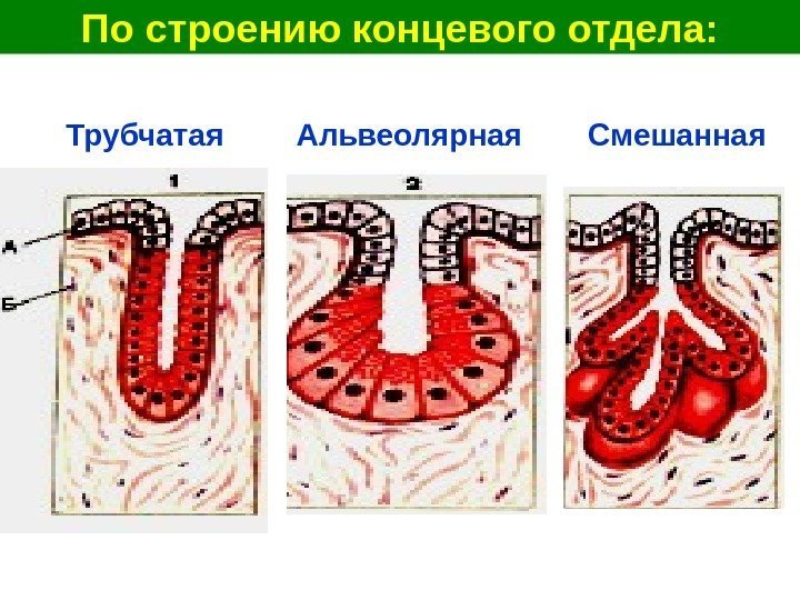   По строению концевого отдела: Трубчатая Альвеолярная Смешанная 