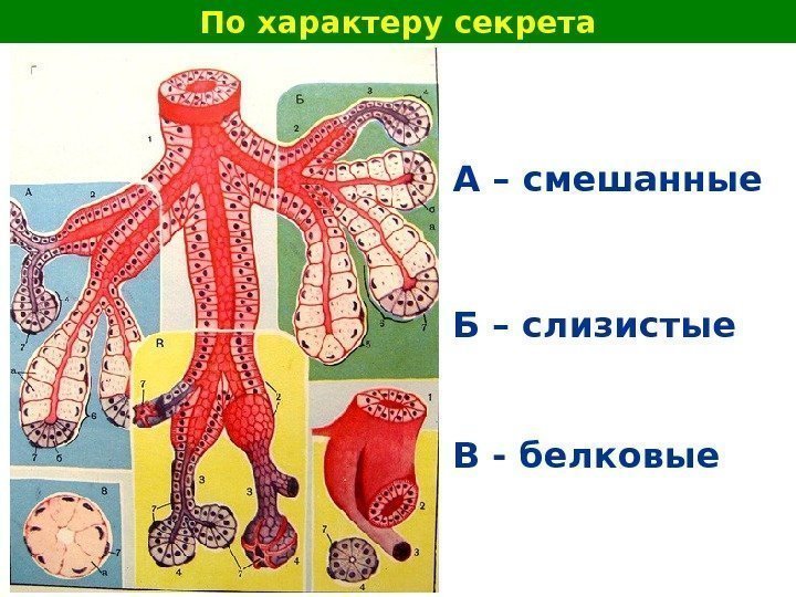   По характеру секрета А – смешанные Б – слизистые В - белковые