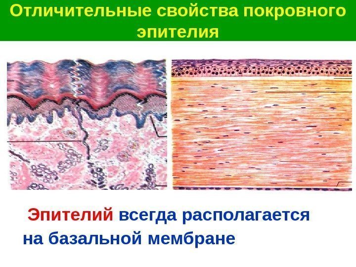   Отличительные свойства покровного эпителия Эпителий всегда располагается на базальной мембране 