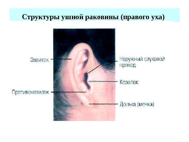 Структуры ушной раковины (правого уха)  