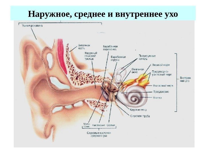 Наружное, среднее и внутреннее ухо 