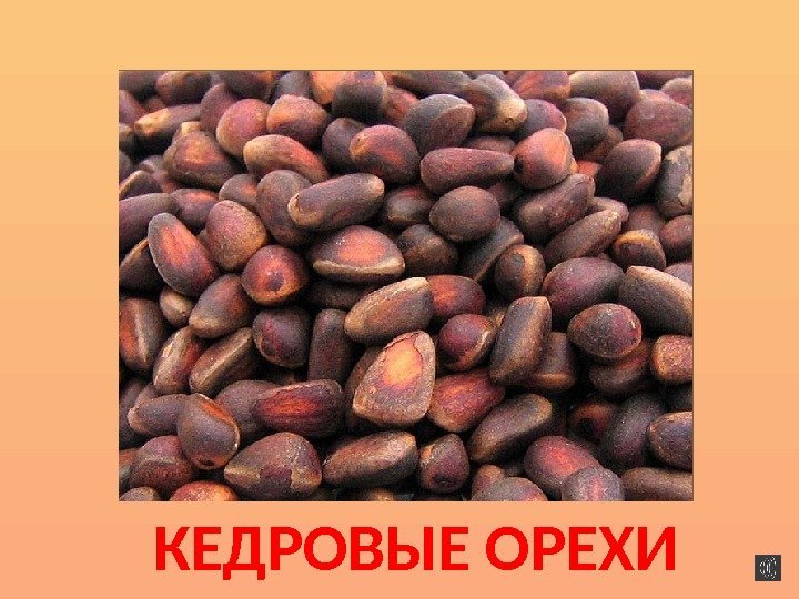 КЕДРОВЫЕ ОРЕХИ 