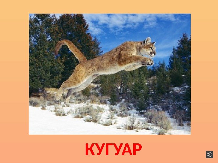 КУГУАР 