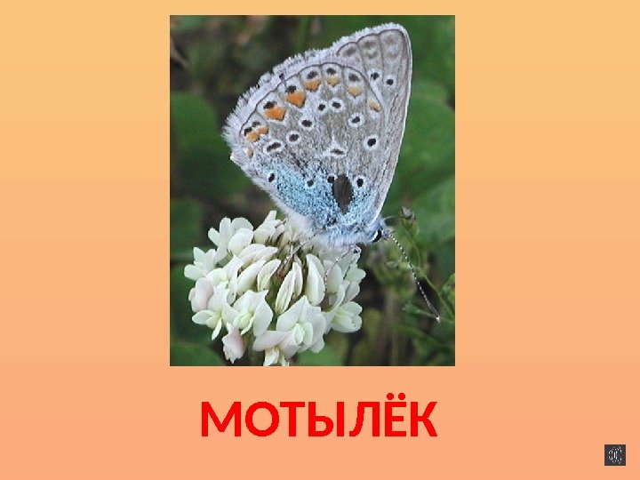 МОТЫЛЁК 