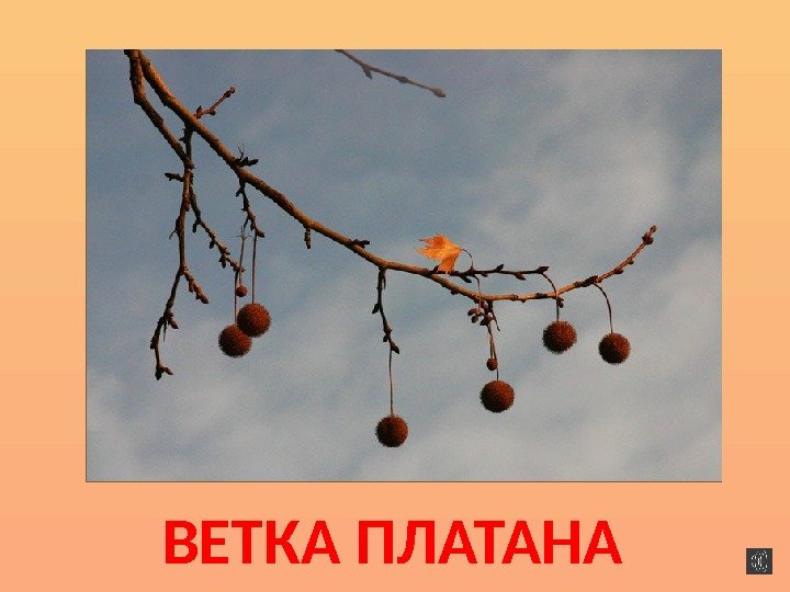 ВЕТКА ПЛАТАНА 