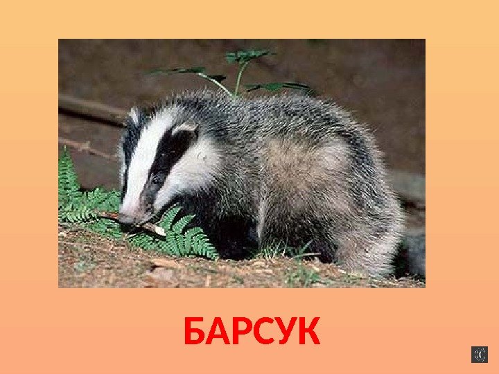 БАРСУК 