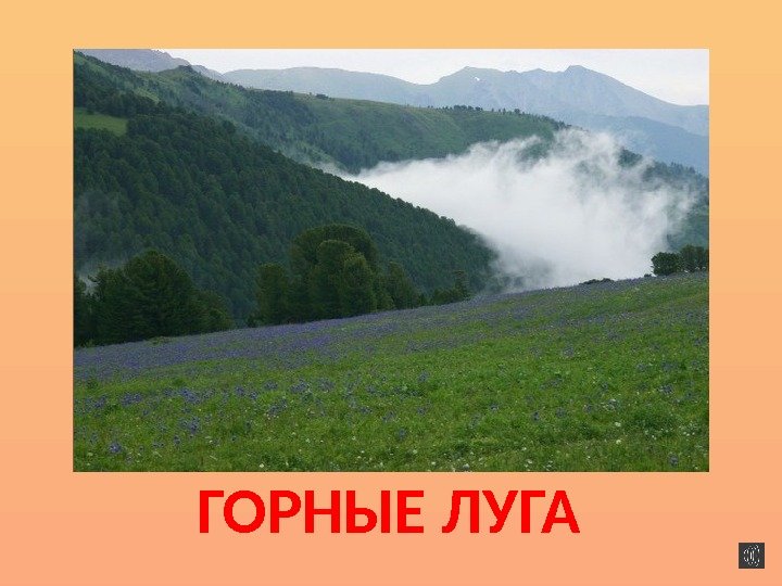 ГОРНЫЕ ЛУГА 