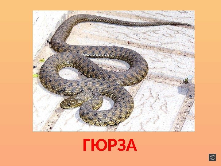 ГЮРЗА 