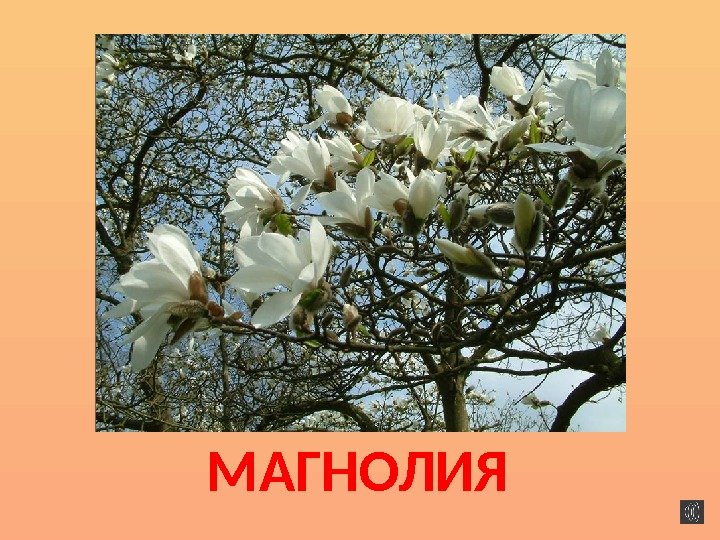 МАГНОЛИЯ 