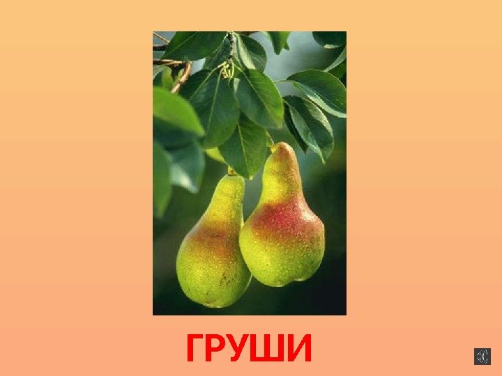 ГРУШИ 