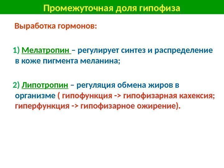  Выработка гормонов: 1)  Мелатропин – регулирует синтез и распределение в коже пигмента