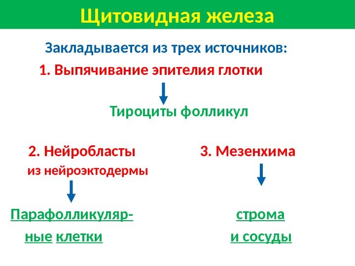 Щитовидная железа   Закладывается из трех источников:  1. Выпячивание эпителия глотки 