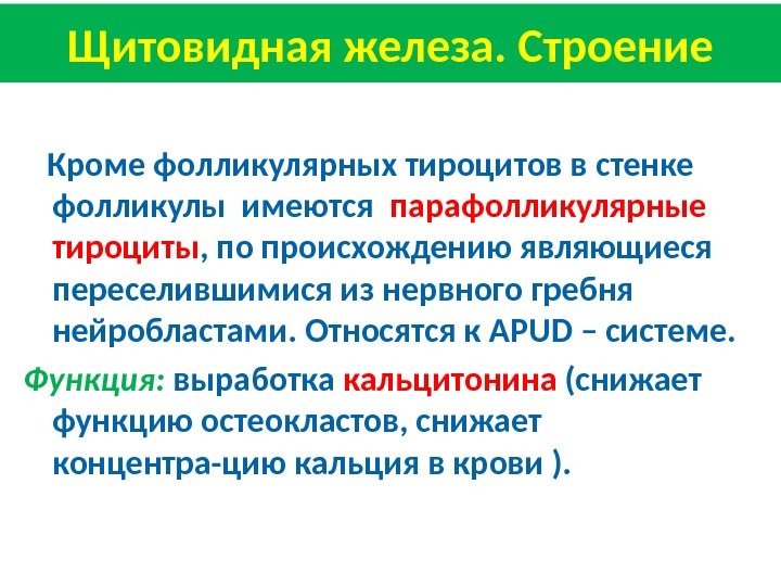 Щитовидная железа. Строение Кроме фолликулярных тироцитов в стенке  фолликулы имеются  парафолликулярные тироциты