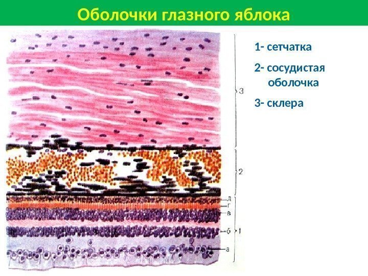 Оболочки глазного яблока 1 - сетчатка 2 - сосудистая оболочка 3 - склера 