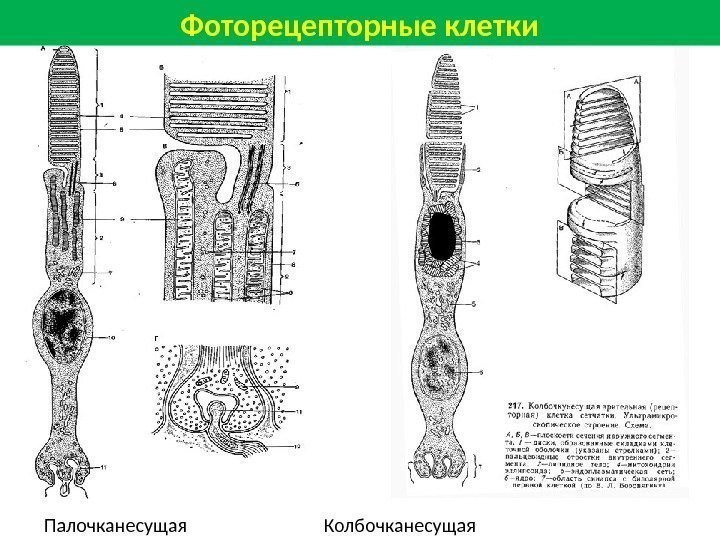 Фоторецепторные клетки Палочканесущая     Колбочканесущая 