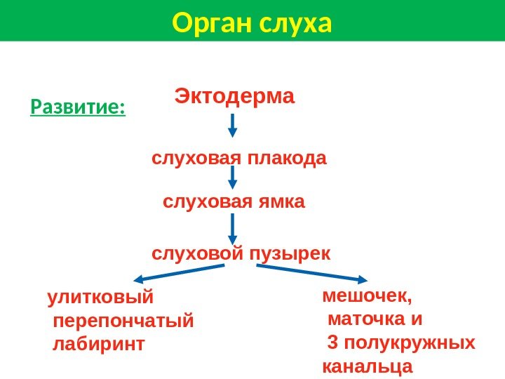 Развитие: Эктодерма слуховая плакода слуховая ямка слуховой пузырек улитковый  перепончатый  лабиринт мешочек,