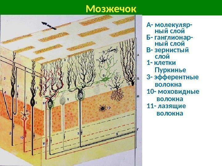 Мозжечок А- молекуляр-  ный слой Б- ганглионар-  ный слой В- зернистый 