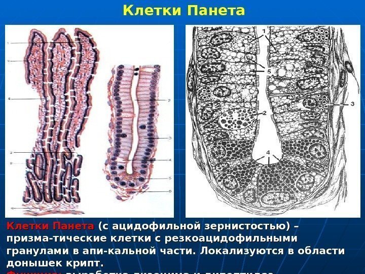   Клетки Панета (с ацидофильной зернистостью) – призма-тические клетки с резкоацидофильными гранулами в