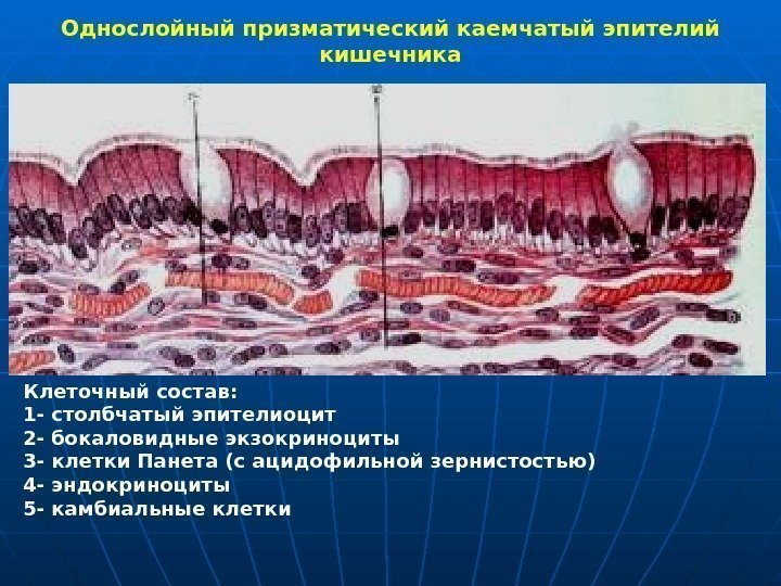   Однослойный призматический каемчатый эпителий кишечника Клеточный состав:  1 - столбчатый эпителиоцит