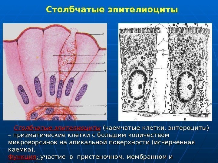   Столбчатые эпителиоциты (каемчатые клетки, энтероциты) – призматические клетки с большим количеством микроворсинок