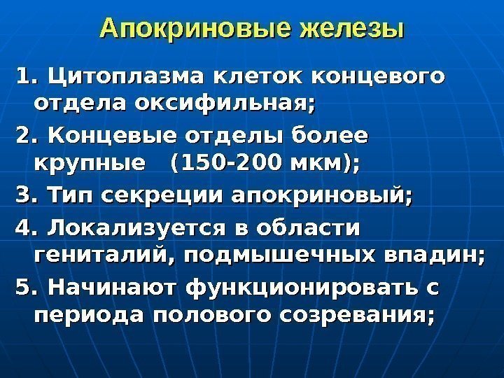   Апокриновые железы 1. Цитоплазма клеток концевого отдела оксифильная; 2. Концевые отделы более