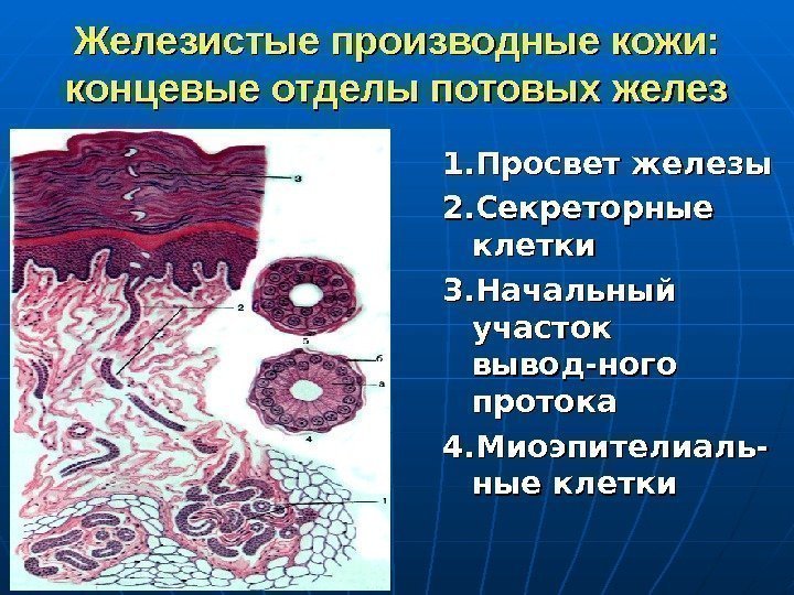   Железистые производные кожи: концевые отделы потовых желез 1. Просвет железы 2. Секреторные