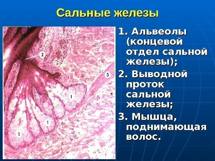   Сальные железы 1. Альвеолы (концевой отдел сальной железы); 2. Выводной проток сальной