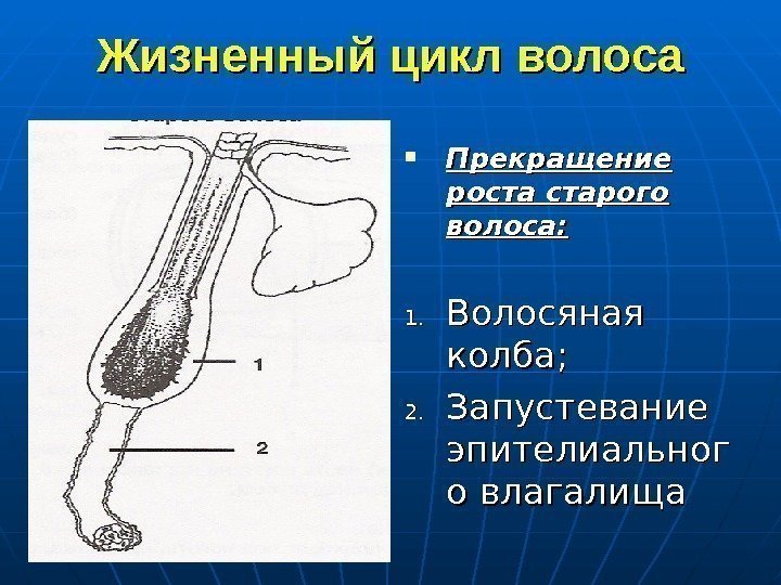   Жизненный цикл волоса Прекращение роста старого волоса: 1. 1. Волосяная колба; 2.