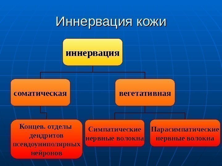   Иннервация кожи иннервация соматическая вегетативная Симпатические нервные волокна Парасимпатические нервные волокна. Концев.