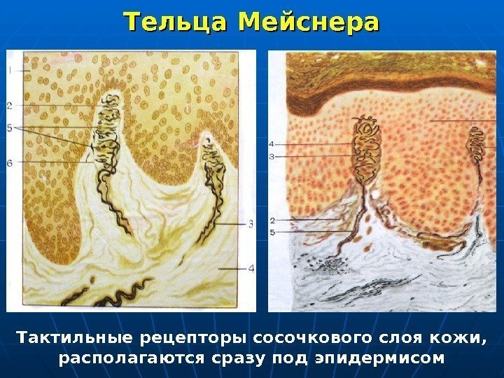   Тельца Мейснера Тактильные рецепторы сосочкового слоя кожи,  располагаются сразу под эпидермисом