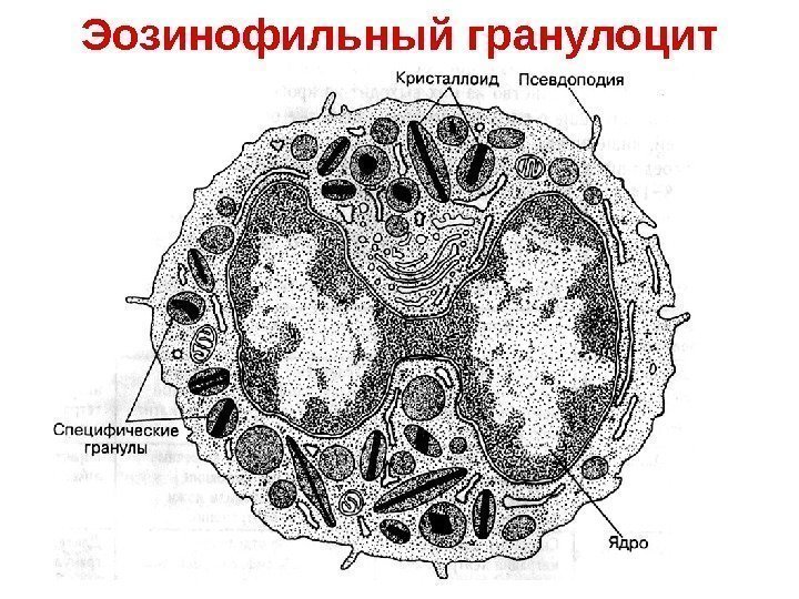   Эозинофильный гранулоцит 