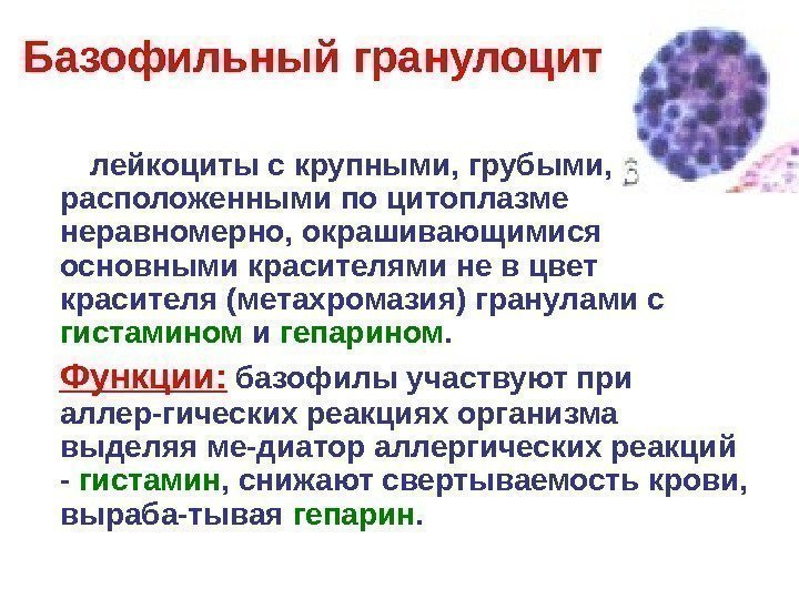   Базофильный гранулоцит  лейкоциты с крупными, грубыми,  расположенными по цитоплазме неравномерно,