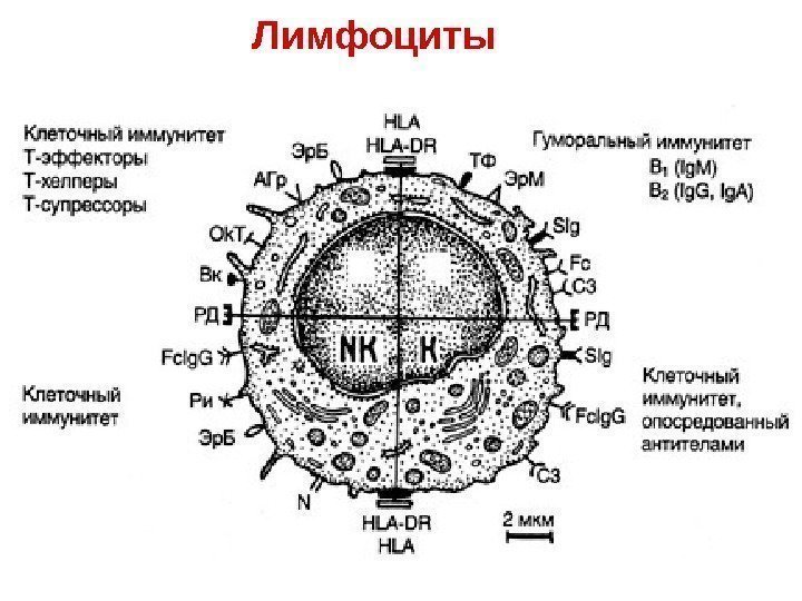   Лимфоциты 