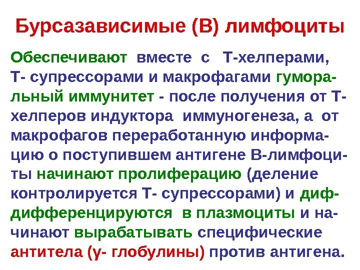   Бурсазависимые (В) лимфоциты Обеспечивают  вместе с  Т-хелперами,  Т- супрессорами