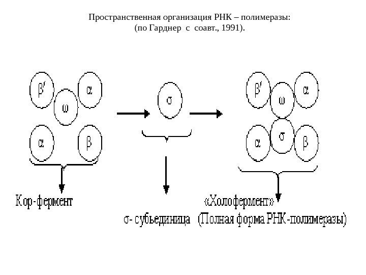 Пространственная организация РНК – полимеразы: (по Гарднер с соавт. , 1991). 