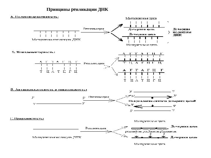 Принципы репликации ДНК 