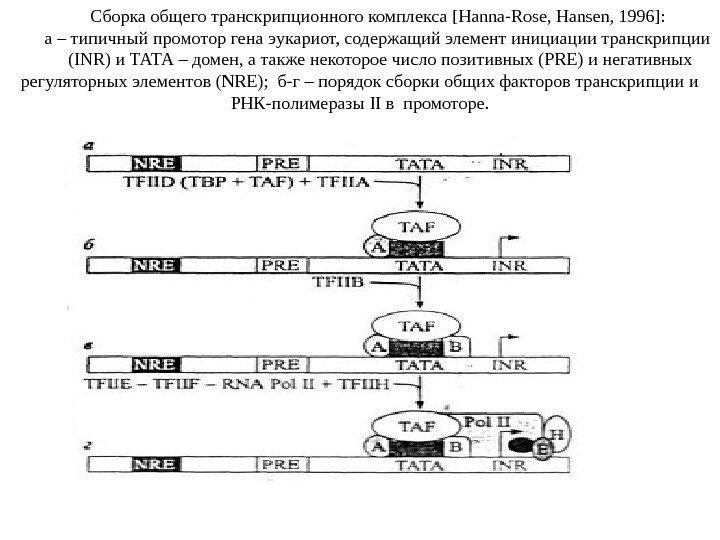 Сборка общего транскрипционного комплекса [ Hanna - Rose ,  Hansen , 1996]: а