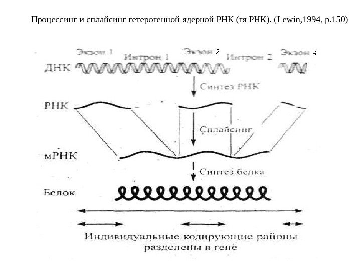 Процессинг и сплайсинг гетерогенной ядерной РНК (гя РНК). ( Lewin , 1994,  p.