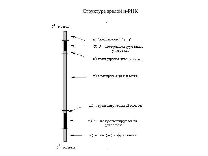 Структура зрелой и-РНК 