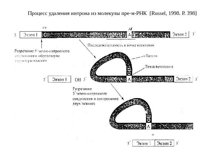 Процесс удаления интрона из молекулы пре-м-РНК [ Russel , 1998. Р. 398]  