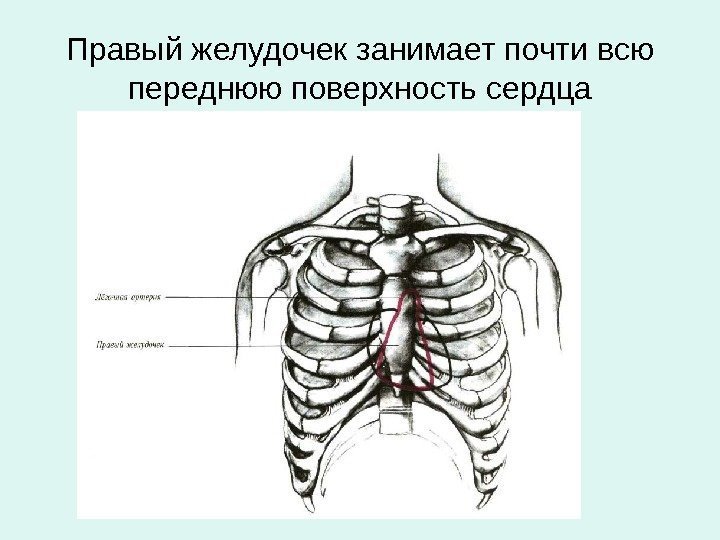 Правый желудочек занимает почти всю переднюю поверхность сердца 