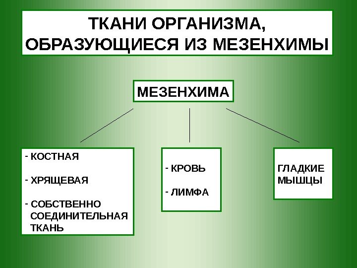   МЕЗЕНХИМА -  КОСТНАЯ -  ХРЯЩЕВАЯ -  СОБСТВЕННО  СОЕДИНИТЕЛЬНАЯ