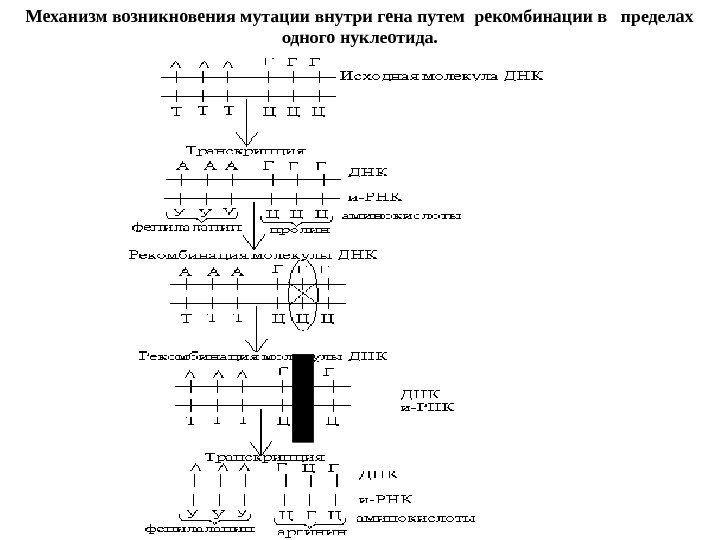 Механизм возникновения мутации внутри гена путем рекомбинации в  пределах одного нуклеотида. 