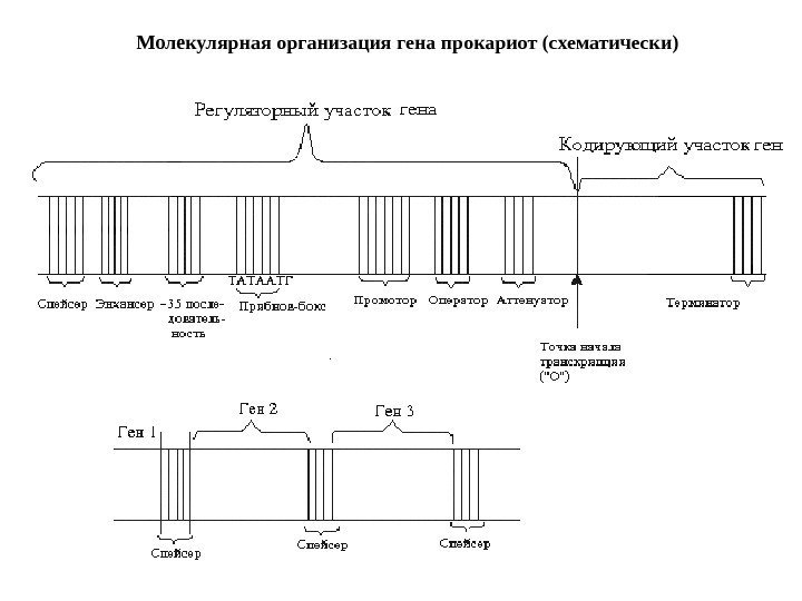 Молекулярная организация гена прокариот (схематически) 